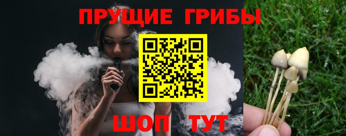 Псилоцибиновые грибы Psilocybe Среднеуральск